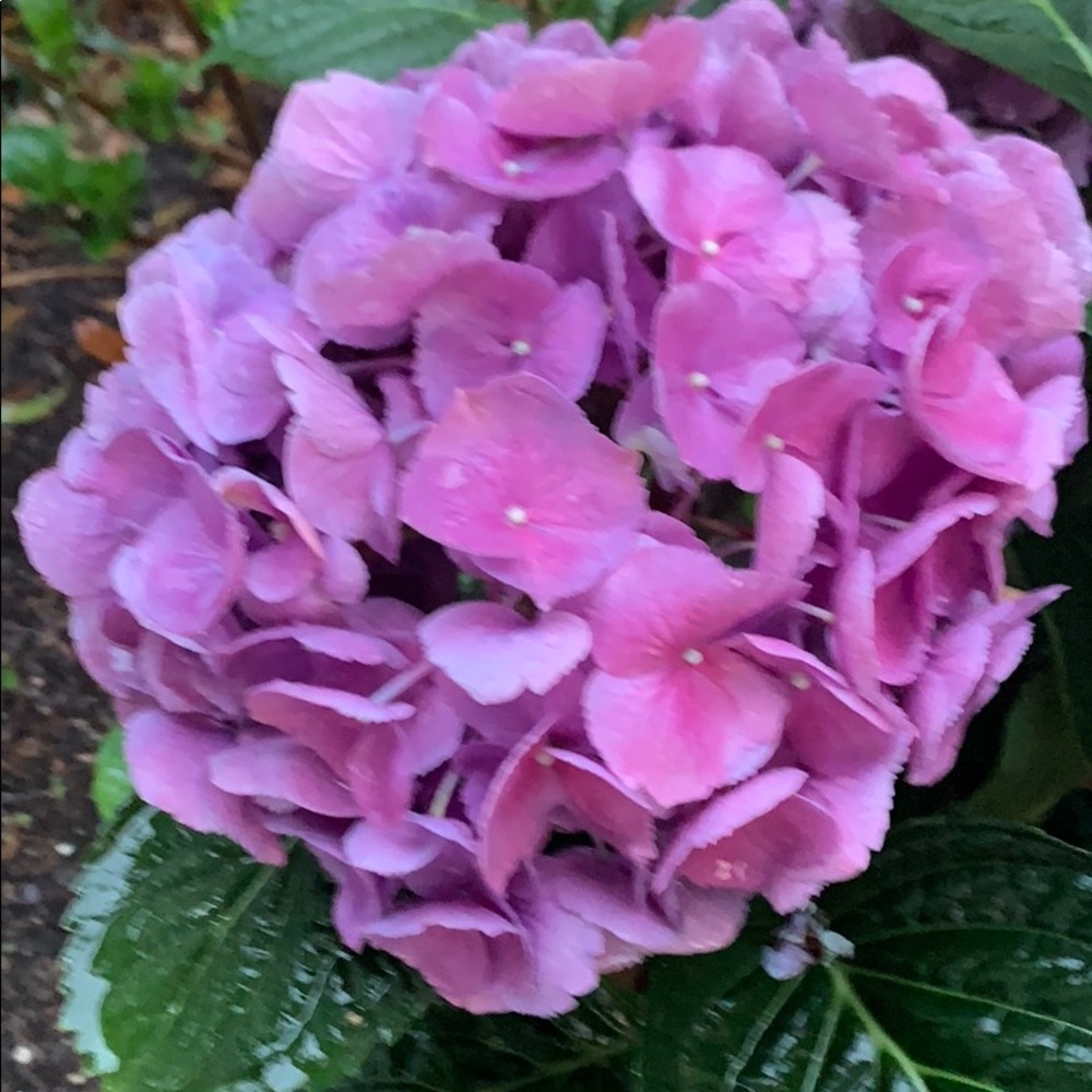 Meet your Posher, Crissy